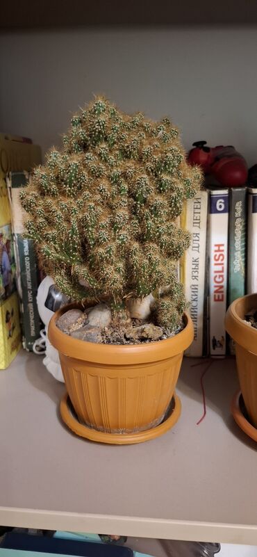 купить маленький аквариум: Кактусы в горшках. - Домашние кактусы в пластиковых горшках с