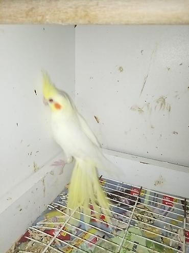 Nymph (cockatiel) – sarı/albino rəng çaları - Gözəl sarı çalarlı ağ