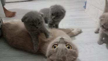 Мышыктар: Шотландские вислоухие котята (Scottish Fold)

Можно бронировать — 3