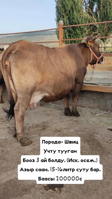 дойные коровы токмок: Продаю | Корова (самка) | Голштин, Швицкая | Для молока, Для разведения | Искусственник, Стельные, После отела