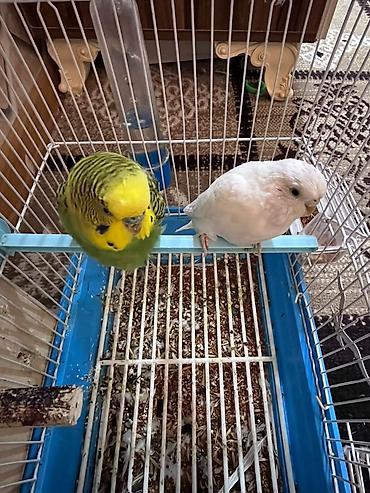 fars heyvani: Məhsul: Dalmatian (dalğalı) papuqaylar dəsti – 2 ədəd + qəfəs və — 1
