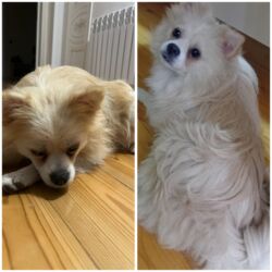 qeweng it adlari: Şpitz, 9 ay, Erkek, Peyvəndli