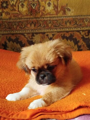 кошка в добрые руки: Pekines, 6 ay, Erkek, Peyvəndli, Ünvandan götürmə, Pulsuz çatdırılma, Ödənişli çatdırılma lalafo.az -da кошка в добрые руки: Pekines, 6 ay, Erkek, Peyvəndli, Ünvandan götürmə, Pulsuz çatdırılma, Ödənişli çatdırılma