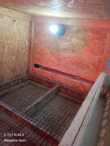 Товары и оборудование для с/х животных: Брудер/клетка для молодняка птицы - Материал: каркас и стены из OSB — 3