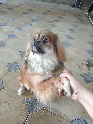 alman itleri: Pekines, 6 ay, Erkək, Peyvəndli, Ödənişli çatdırılma — 3