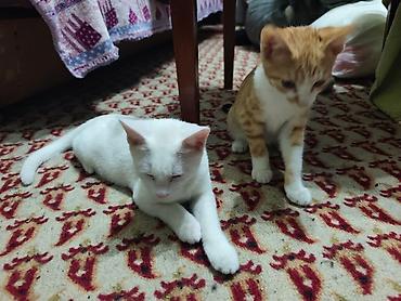 Мышыктар: КОТЁНОК БЕЛЕНЬКИЙ ДЕВОЧКА 2,5 МЕСЯЦА. Котята домашние — 3