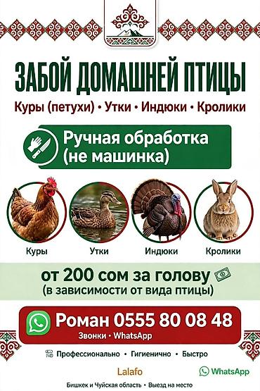 ветеринар беловодск: Сатам | Тооктор | Үй | Союуга — 1