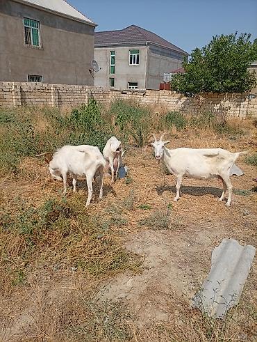 Keçilər, çəpişlər: Südlük keçilər – 3 baş TAM SAF KAN MACAR SANEN KEÇİLERİ KULAKLARINDA — 6