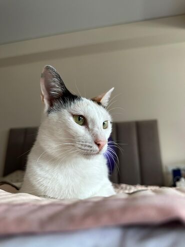домик для кур: Кошка даром: Беспородная, 3 года, Девочка, Кастрирована, Приучена к лотку, Проглистована