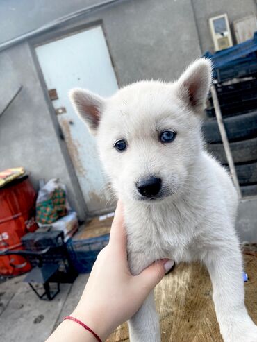 хаски сколько стоит: Хаски, 2 месяца, Самец