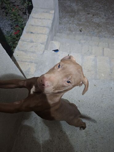 возьму собаку в хорошие руки: Питбуль, 5 месяцев, Самка