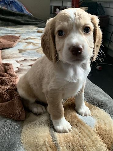 Продажа собак: Щенки русский охотничий спаниель - Порода: Русский охотничий — 6