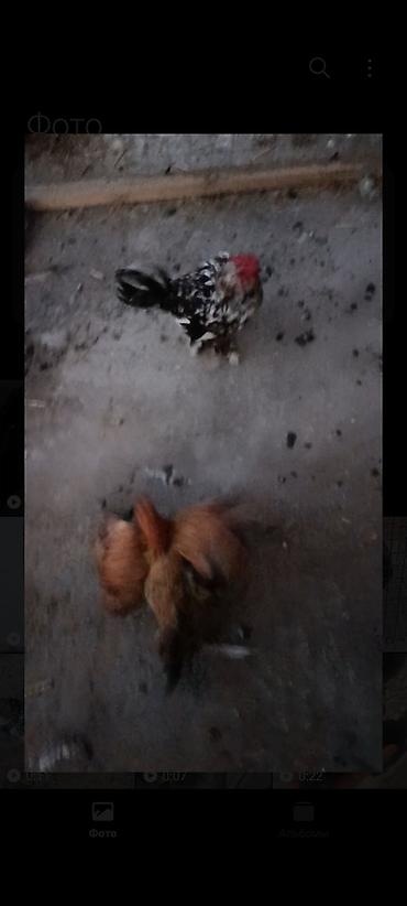 хара: Сатам | Тооктор | Көбөйтүү үчүн — 3