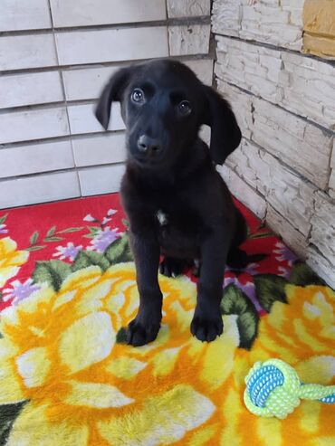 Продажа собак: Мальчик ищет дом. Привезём сами. Дважды привит — 11