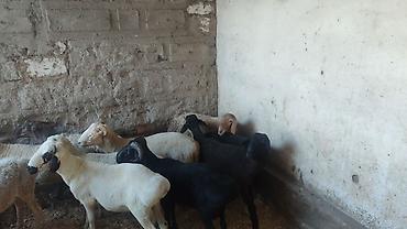 Баран, овца: Продаю | Баран (самец) | Для разведения | Осеменитель — 9