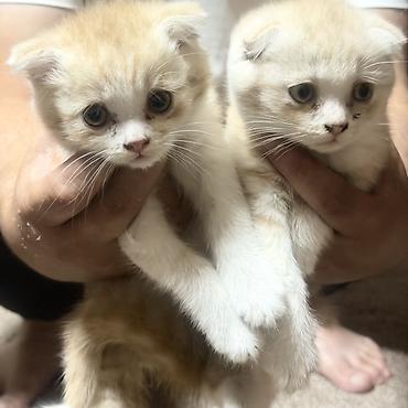 новорождённые котята: Шотландские вислоухие котята (скоттиш-фолд) - Окрас: кремово-белый — 2