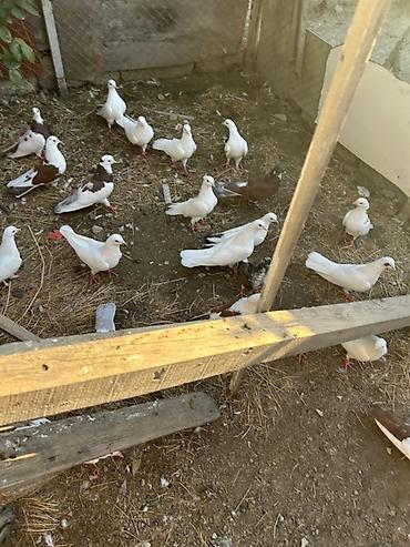 goyercin hini: Salam hamsi 4 cut quwdan toremedi tergzlr 32 dene heyvandi tek satlmr — 8