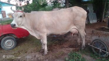 каровы быки: Продаю | Корова (самка) | Алатауская | Для молока | После отела