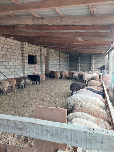 qala cinsi qoyun satilir: Erkək, il: 1, 16 kq, Ünvandan götürmə