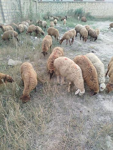 balaca quzu qiyməti: Qoyun sürüsü – ətlik və damazlıq üçün 79 quzudu biri 225 AZN qiymet — 3