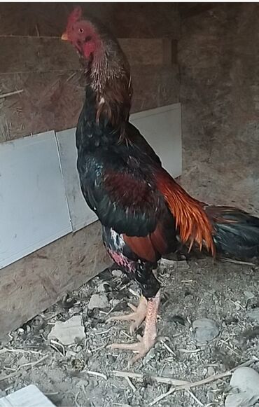 собака доберман сколько стоит: Сатам | Короздор | Тебиштирүүчү | Тебиштирүү үчүн