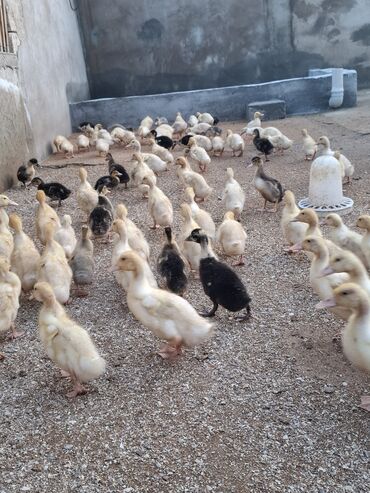 Cücələr: 110 dendi 27 gunukdu tam saglam yawilbaw ve pekin ordek balsi 3. 30 1 — 7