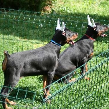 krevet za pse pepco: Na prodaju štenci dobermana šampionskog porekla, sa kupiranim ušima