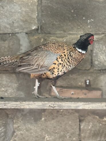 Xoruzlar: Xoruz, il: 1, Pulsuz çatdırılma — 6