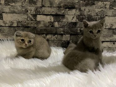 отдать котят в хорошие руки: Шотландская, Самец, Самка, Платная доставка