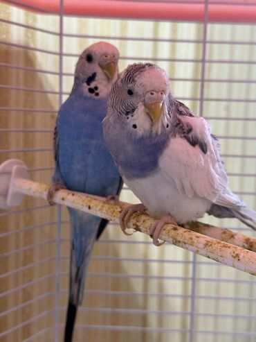 животные в зоомагазине: Продаю волнистых попугаев с клеткой в полном комплекте. 2 попугая