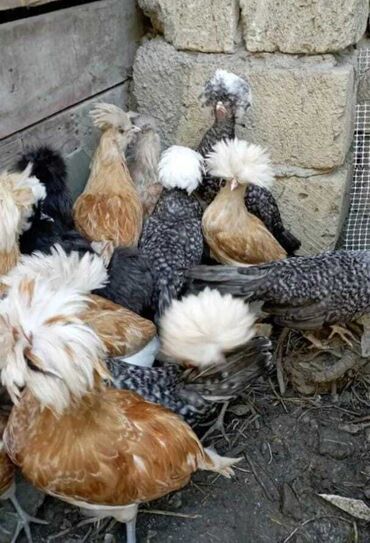 Toyuqlar: Toyuq, Damazlıq, Pulsuz çatdırılma -da lalafo.az — 3 Toyuqlar: Toyuq, Damazlıq, Pulsuz çatdırılma — 3