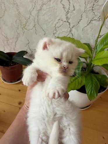 yeməy: Ağ tüklü, mavi gözlü balaca pişik balası - Rəng: tam ağ, yumşaq və — 4