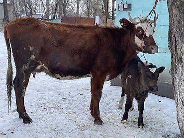 Коровы, быки: Продаю | Корова (самка) | Полукровка | Для молока | После отела at lalafo.kg — 3 Коровы, быки: Продаю | Корова (самка) | Полукровка | Для молока | После отела — 3
