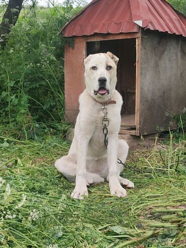 İtlər: Alabay, 6 ay, Dişi, Peyvəndli, Ünvandan götürmə lalafo.az -da İtlər: Alabay, 6 ay, Dişi, Peyvəndli, Ünvandan götürmə