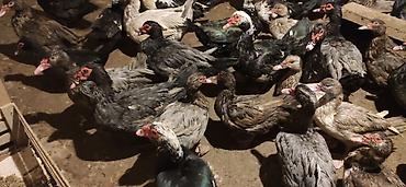 Ördəklər: - Növ: Lal ördək, amerikan sortu (Muscovy ducks). - Rənglər: tünd, ağ — 9