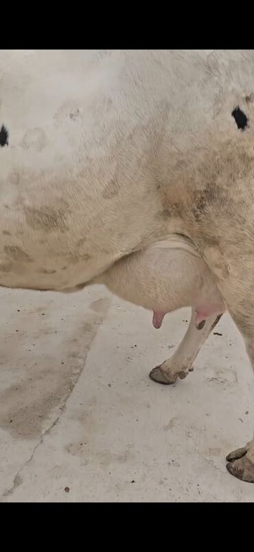 Inəklər, öküzlər: Süd istiqamətli inək – Holştayn tipli, ağ-qara rəngli. Xüsusiyyətlər — 6