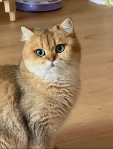 Собаки: Золотая шиншилла, Самец