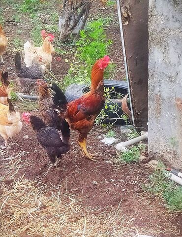 Xoruzlar: Xoruz, Ağdam, il: 1, Ünvandan götürmə, Ödənişli çatdırılma