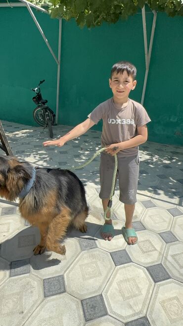 İtlər: Alman çoban iti, 1 il, Dişi, Peyvəndli — 5