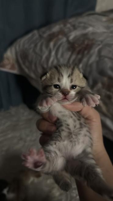 кошка шиншила: Кошка даром: Скотиш Страйт (Шотландская прямоухая), 1 год, Девочка, Приучена к лотку — 3
