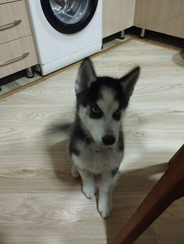 malamut xaski: Xaski, 2 ay, Erkek