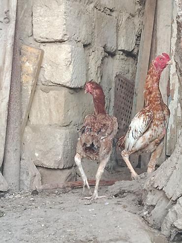 quban toyuqlari: Toyuq cücələri, Damazlıq — 1