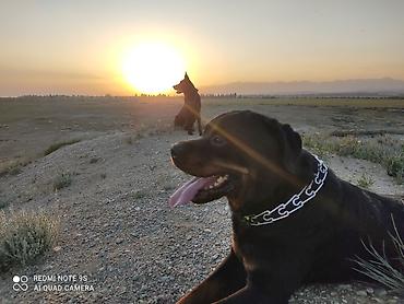 Продажа собак: Дрессировка собак. если у Вас с с вашим питомцем проблемы, значит не at lalafo.kg — 10 Продажа собак: Дрессировка собак. если у Вас с с вашим питомцем проблемы, значит не — 10