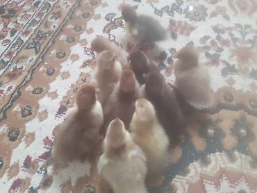 cucə satisi 2021: Salam .10 dene ordek balasi biri 2 manat . boyuk erkek diri ceki 5 kg — 4