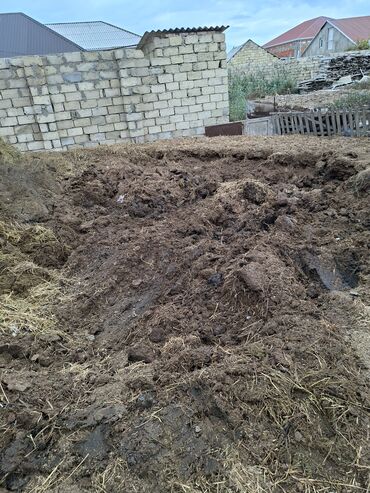 корм для кошек: Peyin Satilir en asagi qiymetden yanliz real alicilar narahat elesin