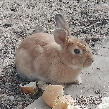 heyvan kokeltme dermanlari: Ev dovşanı – açıq qəhvəyi rəng - Növ: ev dovşanı (pet) - Rəng — 1