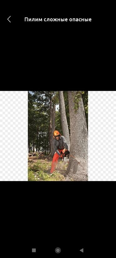 Спил деревьев, заготовка дров: Пилю дрова