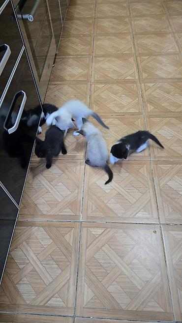 fermer kg: Котята в хорошие руки! Несколько малышей разной окраски: - черно-белые — 1