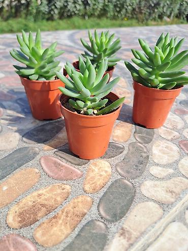 pencere setka: Mini sukulentlər – 4 ədəd set - Bitki tipi: Etli yarpaqlı sukulent — 2