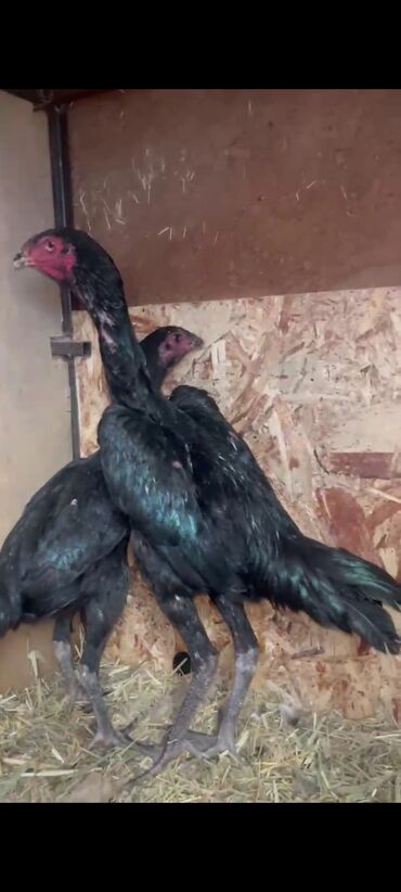 дом для животных: Продаю Цыплят июньские конец, ганой/китайец микс, прошу 10000, Продаю